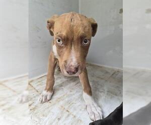 Mutt Dogs for adoption in Houston, TX, USA