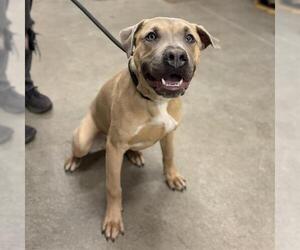 Mutt Dogs for adoption in Modesto, CA, USA