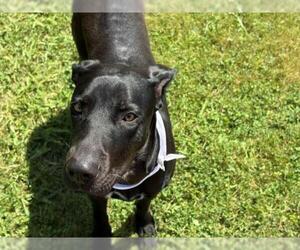 Labrador Retriever-Unknown Mix Dogs for adoption in Tulsa, OK, USA