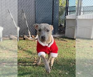 Mutt Dogs for adoption in Fremont, CA, USA