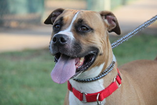 Boxer-Unknown Mix Dogs for adoption in Phoenix, AZ, USA