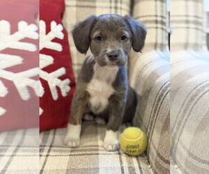 American Bulldog-Labrador Retriever Mix Dogs for adoption in Tarrytown, GA, USA
