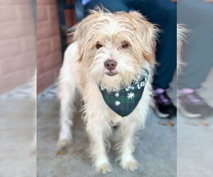 Mutt Dogs for adoption in Pittsburg, CA, USA