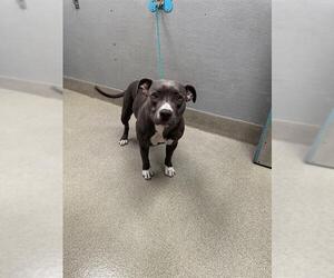 American Pit Bull Terrier-Unknown Mix Dogs for adoption in Las Vegas, NV, USA