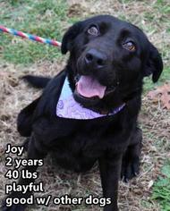 Small Labrador Retriever Mix