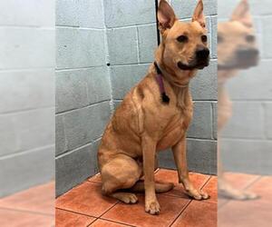 American Pit Bull Terrier-Unknown Mix Dogs for adoption in Downey, CA, USA