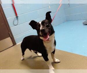 Chihuahua-Unknown Mix Dogs for adoption in Moreno Valley, CA, USA