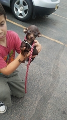 Chiweenie Dogs for adoption in Maize, KS, USA
