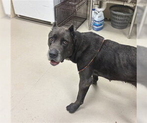 Mutt Dogs for adoption in Sanford, FL, USA