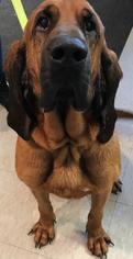 Bloodhound Dogs for adoption in Fargo, ND, USA