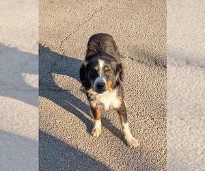 Border Collie-Unknown Mix Dogs for adoption in San Antonio, TX, USA