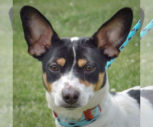 Jack Russell Terrier-Unknown Mix Dogs for adoption in Huntley, IL, USA