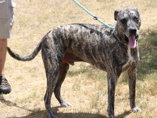 Great Dane Dogs for adoption in Lytle, TX, USA