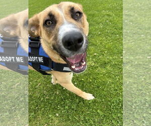 Mutt Dogs for adoption in San Diego, CA, USA