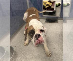 American Bulldog Dogs for adoption in Fort Collins, CO, USA