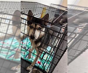 Siberian Husky-Unknown Mix Dogs for adoption in Texas City, TX, USA