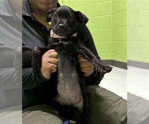 Labrador Retriever-Unknown Mix Dogs for adoption in Temple, TX, USA