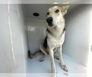 German Shepherd Dog-Unknown Mix Dogs for adoption in Houston, TX, USA