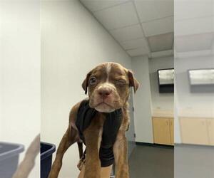 American Pit Bull Terrier-Rat Terrier Mix Dogs for adoption in Corpus Christi, TX, USA