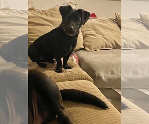 Dachshund-Labrador Retriever Mix Dogs for adoption in Missouri City, TX, USA