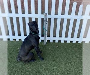 Border Collie-Unknown Mix Dogs for adoption in Modesto, CA, USA