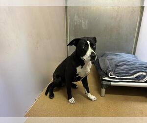 Borador Dogs for adoption in Martinez, CA, USA