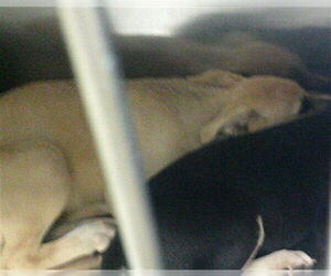 German Shepherd Dog Dogs for adoption in Oklahoma City, OK, USA
