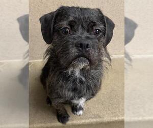 Brussels Griffon-Unknown Mix Dogs for adoption in Sacramento, CA, USA