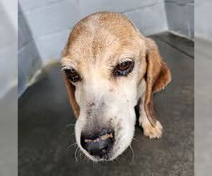 Beagle Dogs for adoption in Stratham, NH, USA