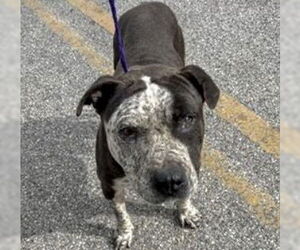 Mutt Dogs for adoption in Houston, TX, USA