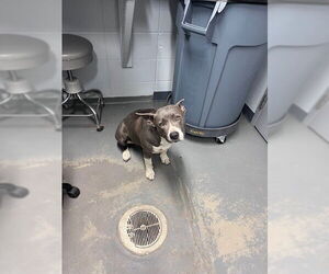 American Staffordshire Terrier-Unknown Mix Dogs for adoption in Tallahassee, FL, USA