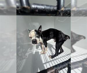 Boston Terrier-Unknown Mix Dogs for adoption in Houston, TX, USA