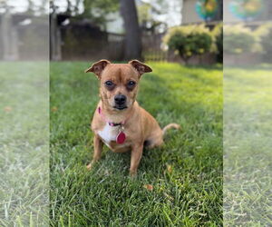 Chiweenie Dogs for adoption in Arlington, VA, USA