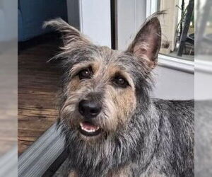 Mutt Dogs for adoption in Canton, CT, USA