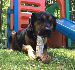 Rottweiler-Unknown Mix Dogs for adoption in Clarkston, MI, USA