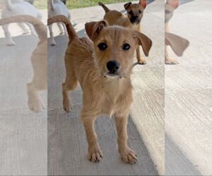 Australian Terrier-Unknown Mix Dogs for adoption in Green Forest, AR, USA