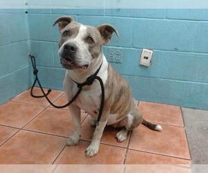 American Pit Bull Terrier Dogs for adoption in Downey, CA, USA