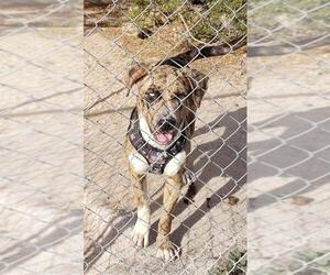 Catahoula Leopard Dog Dogs for adoption in Tonopah, AZ, USA