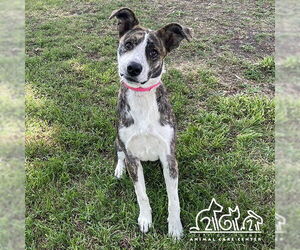 American Pit Bull Terrier-Unknown Mix Dogs for adoption in Irvine, CA, USA