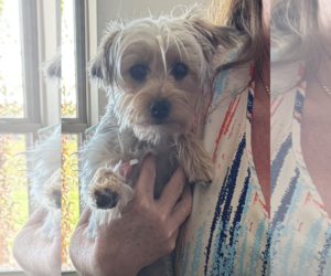 Mutt Dogs for adoption in Spring, TX, USA