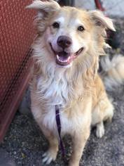Australian Retriever Dogs for adoption in Phoenix , AZ, USA