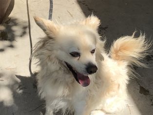 American Eskimo Dog Dogs for adoption in pomona, CA, USA