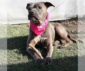 American Staffordshire Terrier-Unknown Mix Dogs for adoption in San Antonio, TX, USA