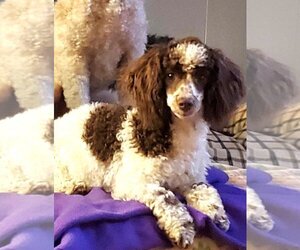 Poodle (Miniature) Dogs for adoption in Wakefield, RI, USA