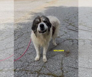 Great Pyrenees-Unknown Mix Dogs for adoption in Woodland Hills, CA, USA