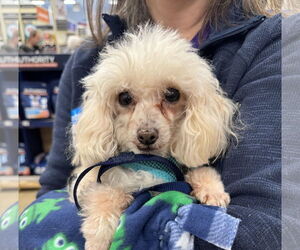 Poodle (Toy) Dogs for adoption in Wheaton, IL, USA
