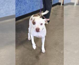 Mutt Dogs for adoption in Rockwall, TX, USA