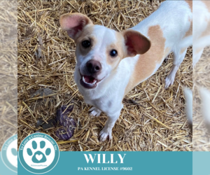 Rat Terrier-Unknown Mix Dogs for adoption in Kimberton, PA, USA