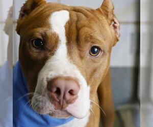 American Staffordshire Terrier-Unknown Mix Dogs for adoption in San Antonio, TX, USA