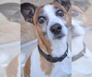 Parson Russell Terrier Dogs for adoption in Lee's Summit, MO, USA